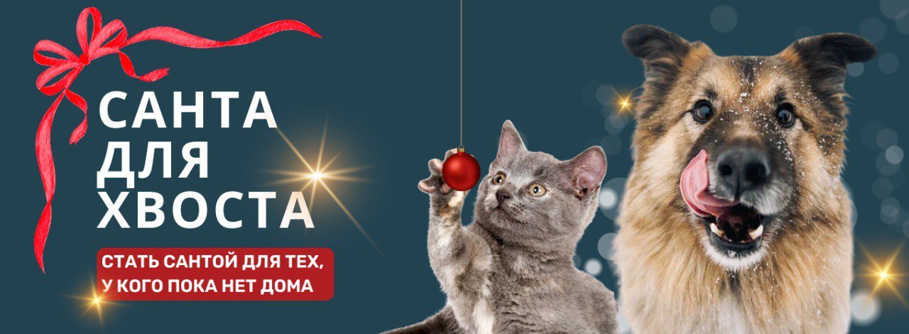 Фонд «Ника» запустил акцию «Санта для хвоста» в поддержку бездомных животных