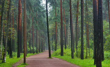 Санкт-Петербург: берегите лес!