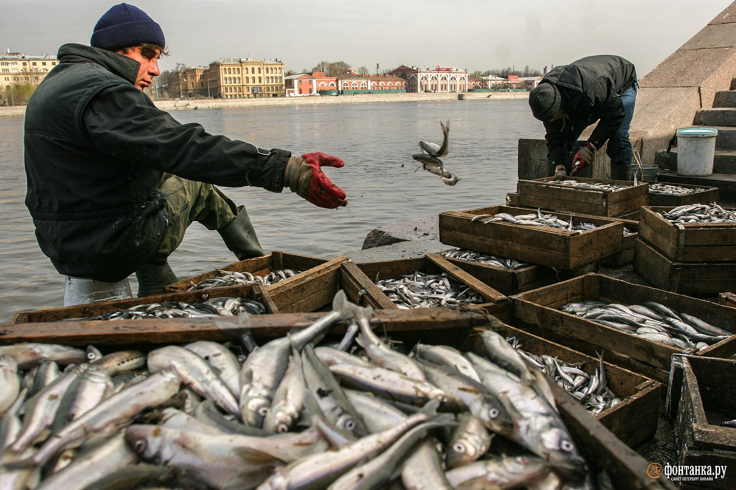Санкт-Петербург: новости рыбной ловли