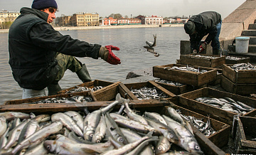Санкт-Петербург: новости рыбной ловли